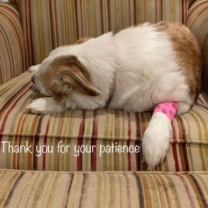 ♥️RIP sweet Maggie 12/07/19 🐶🐾♥️